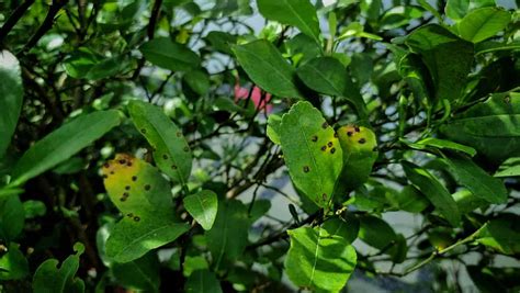 7 Orange Tree Diseases: How to Identify and Treat Them - Minneopa Orchards