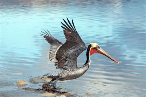 Pelican Taking Off in Flight at Ventura Beach Next To Santa Clara River ...