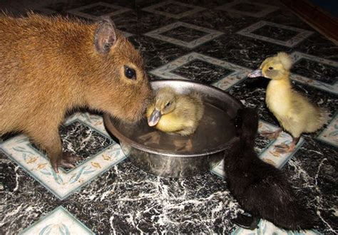 Capybara Is Friends With All Animals At Arkansas Sanctuary - The Dodo