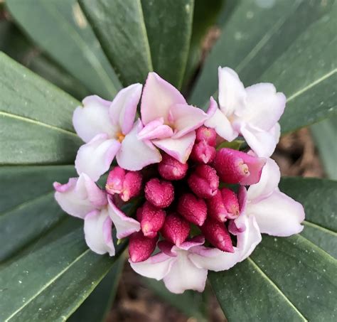 Daphne odora (Dwarf Bay, Fragrant Daphne, Paradise Plant, Spurge Flax ...