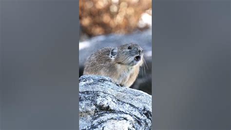 Hear the Cutest Pika Sound! - YouTube