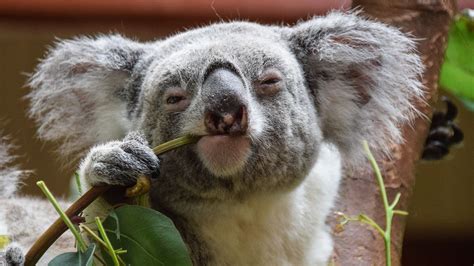 Chlamydia is killing Australia's koalas, but ambitious new project could stop the spread | Live ...