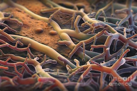 Athletes Foot Fungus Photograph by Science Picture Co | Fine Art America