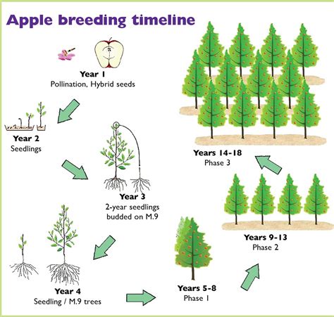 Breeding becomes more efficient | Good Fruit Grower