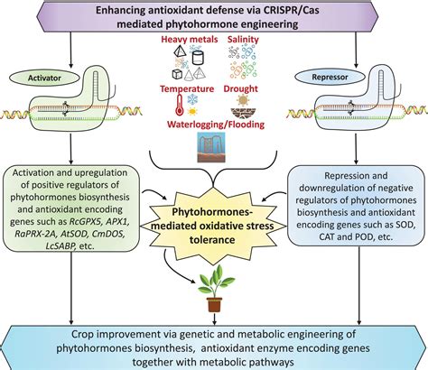 Frontiers | Plant hormones and neurotransmitter interactions mediate antioxidant defenses under ...