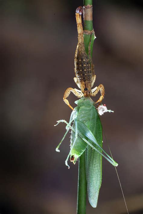 Scorpion Feeding On A Katydid Photograph by Melvyn Yeo - Pixels