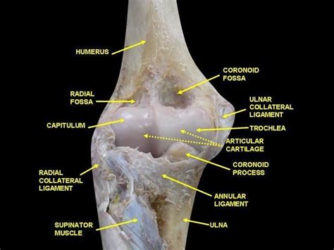 Coronoid process of the ulna - Alchetron, the free social encyclopedia