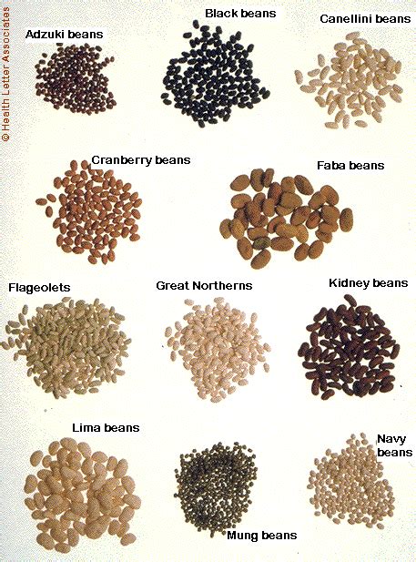 bean varieties - Google Search | Cranberry beans, Canellini beans, Bean varieties