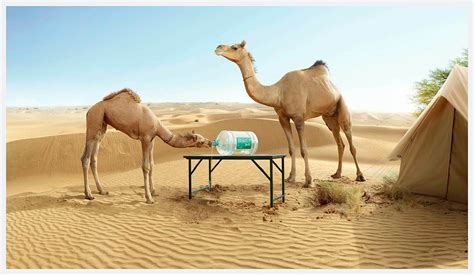 Advertising Campaign for Bisleri Camel Drinking water in Desert - Amol ...