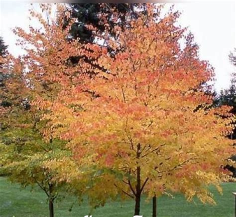 Japanese Katsura Tree 30 Seeds cercidiphyllum Japonicum - Etsy