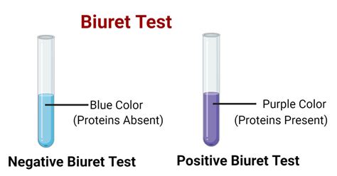 Biuret Test For Protein- Definition, Principle, Procedure, Results, Uses