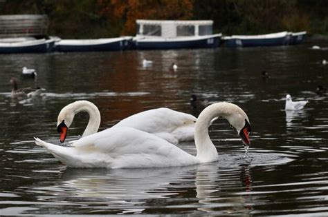 Premium Photo | Swan floating on lake