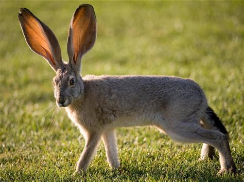 🔥 A Black-tailed Jackrabbit in Nevada 🔥 : r/NatureIsFuckingLit