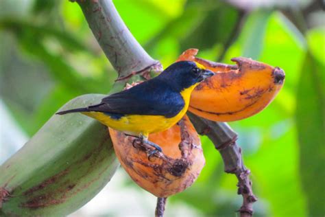 Wildlife of Monteverde Cloud Forest Reserve, Costa Rica