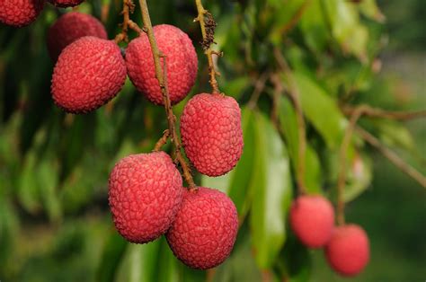 Lychee Fruit On Tree Photograph by Bradford Martin