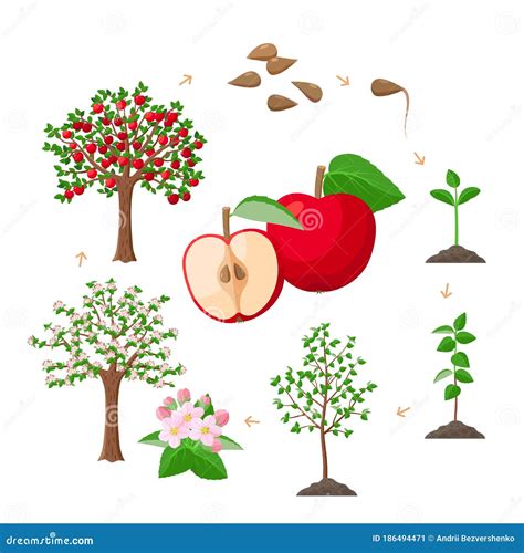 Apple Tree Life Cycle from Seeds To Ripe Red Apples, Tree Growing from the Soil Infographic ...