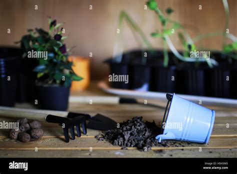 transplanting roses in pot Stock Photo - Alamy