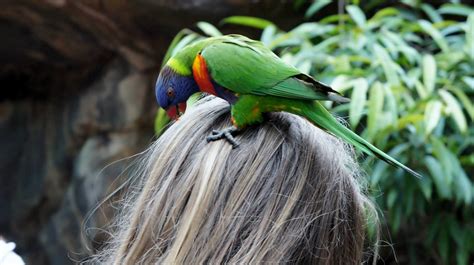 Top 5 animal encounters at Busch Gardens Tampa