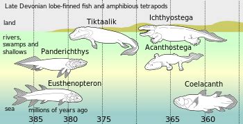 Tetrapodomorpha - Wikiwand