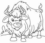 Grazing Yak Coloring  Play Free Game Online sketch template