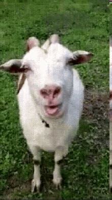 Bakra GIFs | Tenor