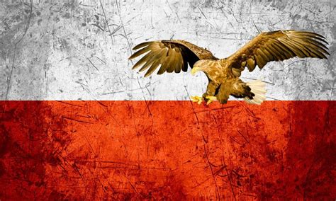 National Animal Of Poland (Helpful Content!) - Foreign Lingo