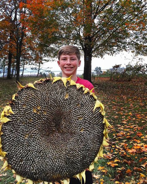 Giant Sunflower Seeds: Saving and Growing Tips