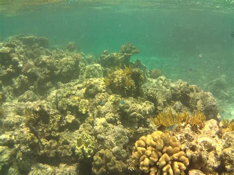 Great Barrier Reef - Wikipedia