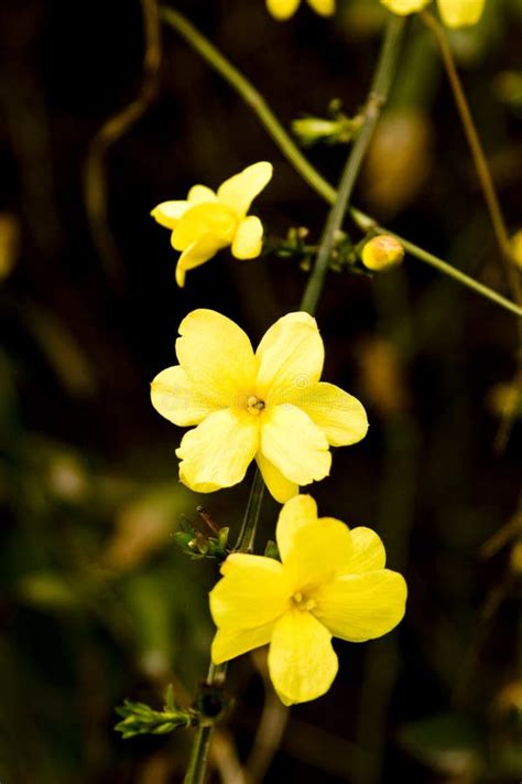 Winter jasmine flowers stock image. Image of nature, summer - 4547313