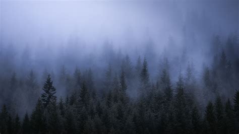 2560x1440 Fog Dark Forest Tress Landscape 5k 1440P Resolution ,HD 4k Wallpapers,Images ...