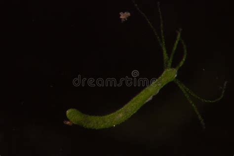 Hydra Under the Microscope for Education. Stock Photo - Image of ...