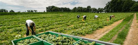 National Farmworker Jobs Program - UMOS Building Better Futures