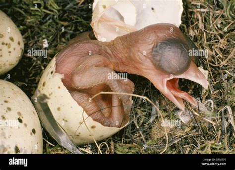 Azure-winged Magpie (Cyanopica cyana) hatching from egg Stock Photo - Alamy