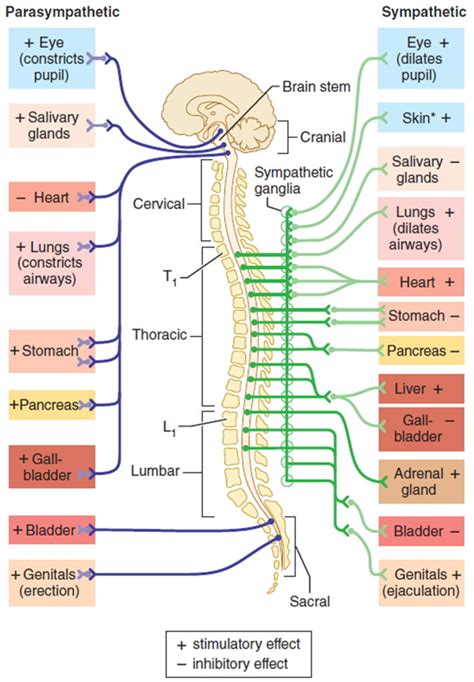 Autonomic nervous system disorders causes, symptoms, diagnosis, treatment & prognosis