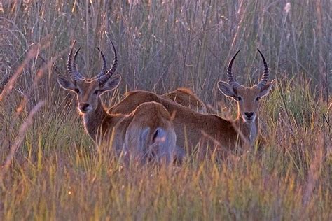 Lechwe or Swamp Antelope - a photo on Flickriver | African antelope, Antelope, Photo