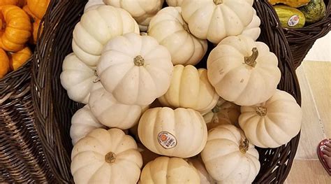 Here’s what makes white pumpkin ‘highly nutritious and therapeutic ...