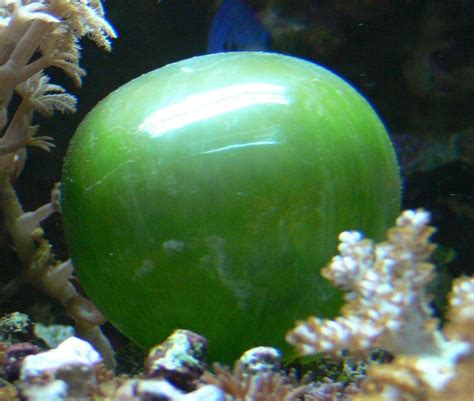 Valonia ventricosa one of the largest unicellular algae specieshttps://imgur.com/E0umP1v ...