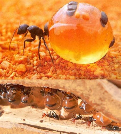 The honeypot ant Cool Insects, Bugs And Insects, Beautiful Bugs ...