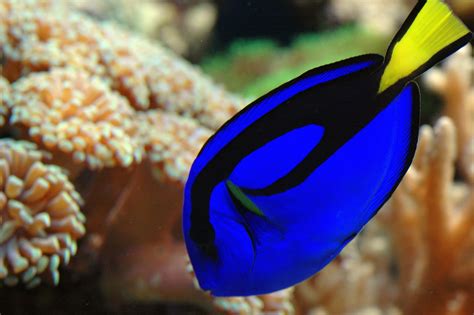 Surgeonfish | Reef aquarium, Aquarium, Reef