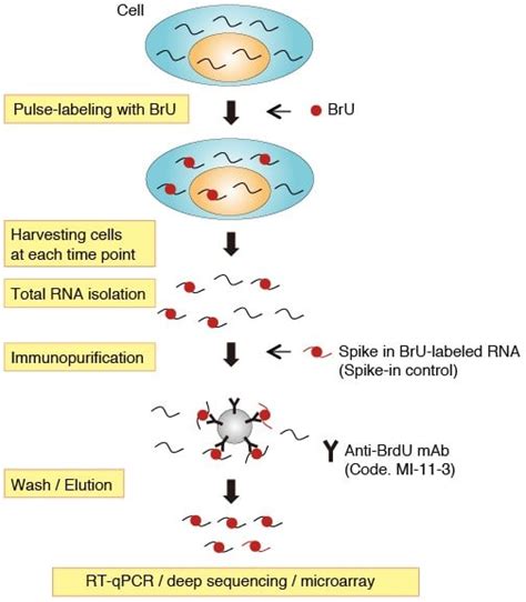 Improve your RNA research using our anti-BrdU antibody!