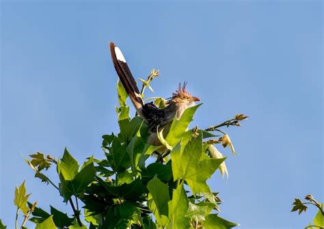 Premium Photo | Guira cuckoo bird guira guira in a tree with blue sky in background