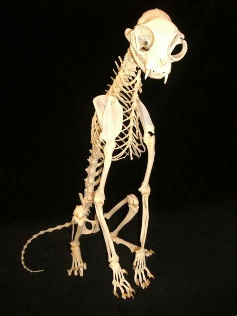 Cat Skeleton, Skeleton Anatomy, Skeleton Bones, Skull And Bones, Cat Anatomy, Animal Anatomy ...