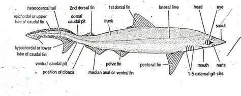 External Morphology of Scoliodon with Diagram | Dog fish