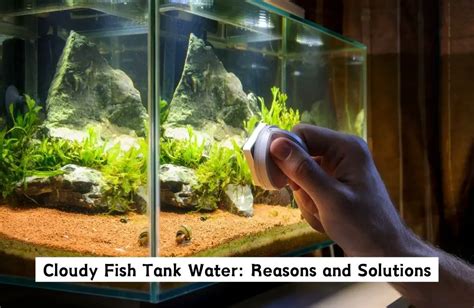 Why Is Your Fish Tank Water Cloudy? Discover Causes and Fixes - Living with Fish