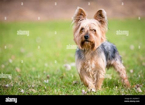 A Silky Terrier mixed breed dog standing outdoors in the grass Stock ...