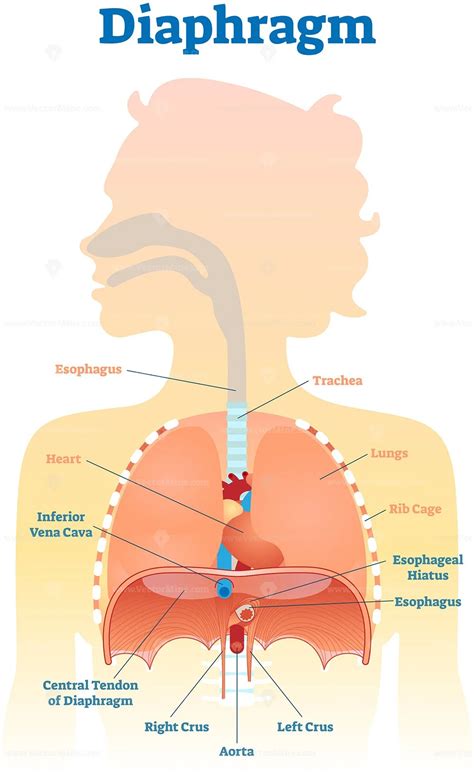 Diaphragm Pump Drawing