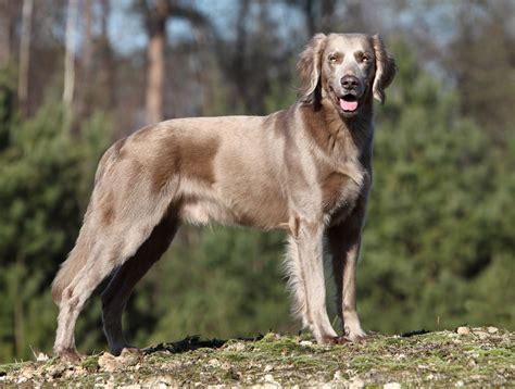 Pin by Brittney Kim on Beautiful Photos of Weimaraner | Weimaraner puppies, Long haired ...