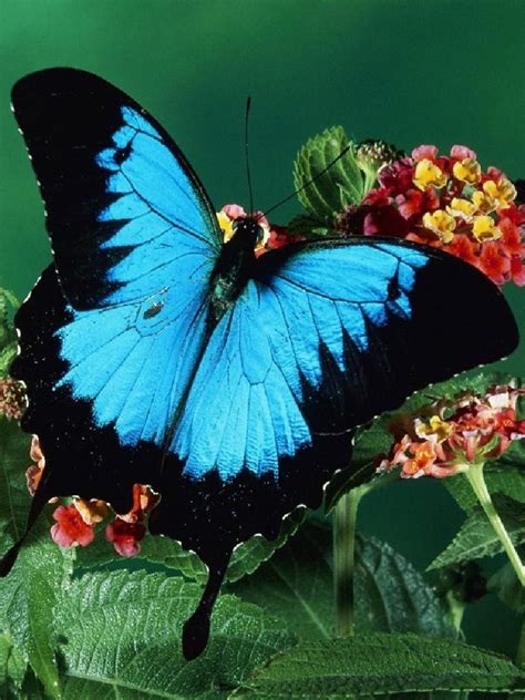 Behold the Beauty of the Papilio Ulysses Butterfly