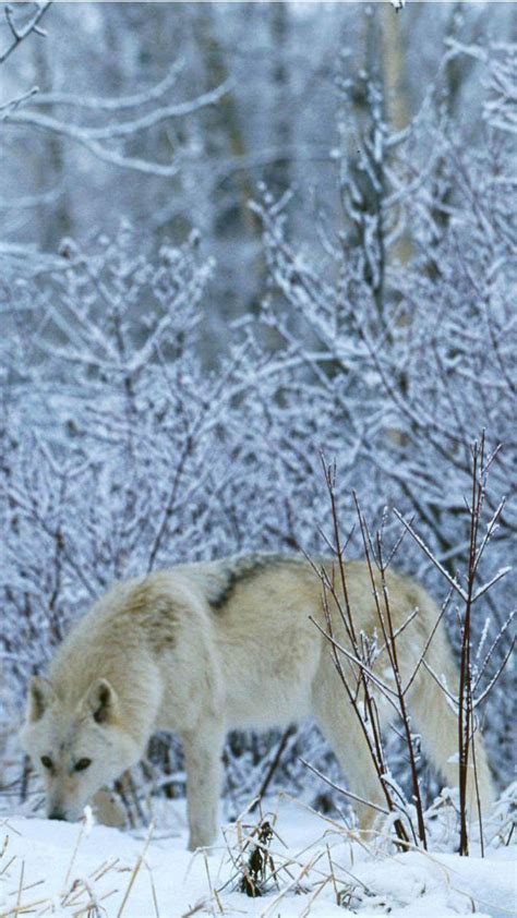 Wolves in Snow Wallpapers - Top Free Wolves in Snow Backgrounds ...