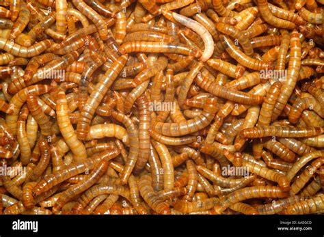 Flour worms II Stock Photo - Alamy